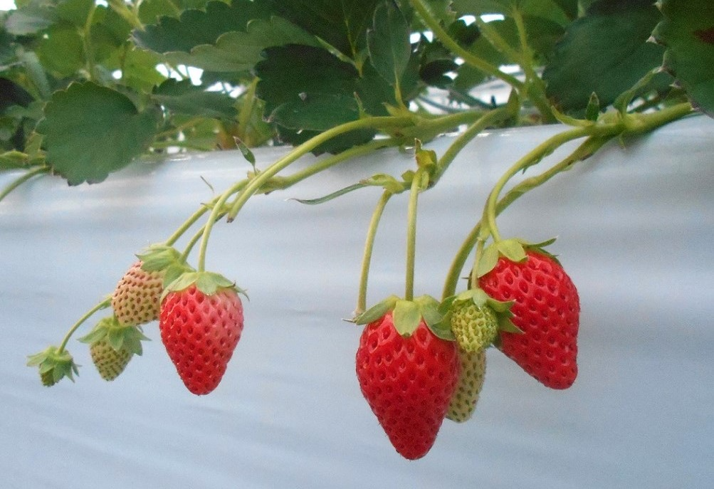 真っ赤ないちご