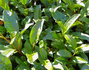 「やぶきた」の茶葉