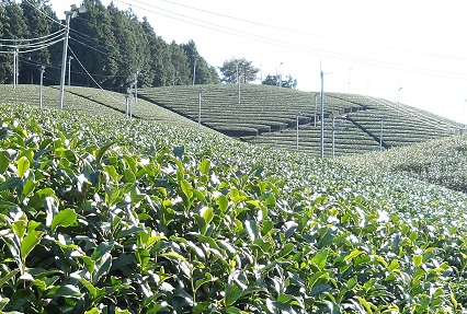 山の斜面に広がる茶畑