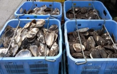 廃棄される使用済みの真珠貝殻