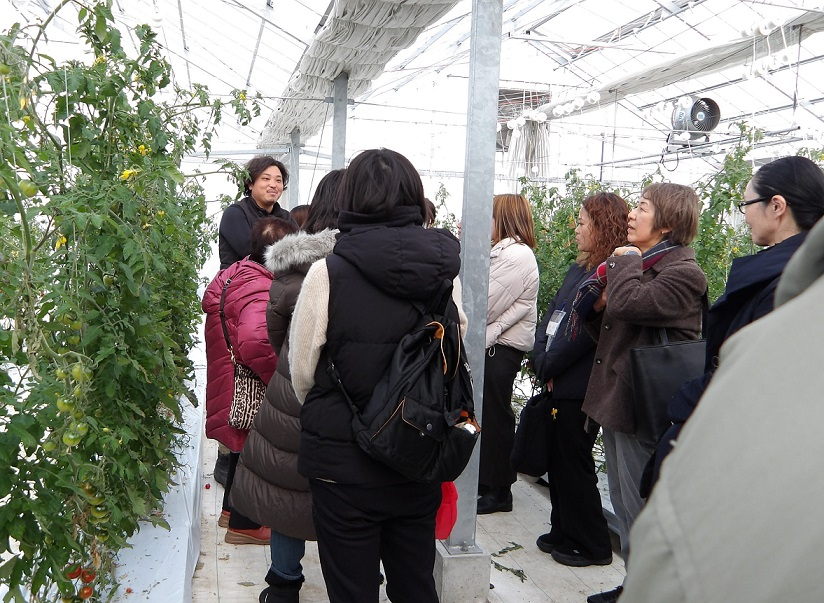 トマト栽培の説明を興味深く聴いています