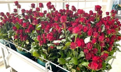 大型のコンテナで運ばれるバラ