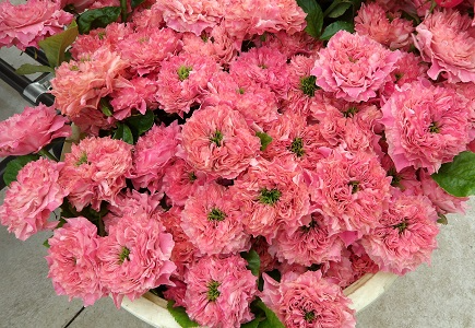 世界中でここだけで栽培している「オール４キュート＋」