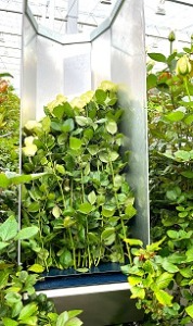 摘花し収穫機に収納された切り花