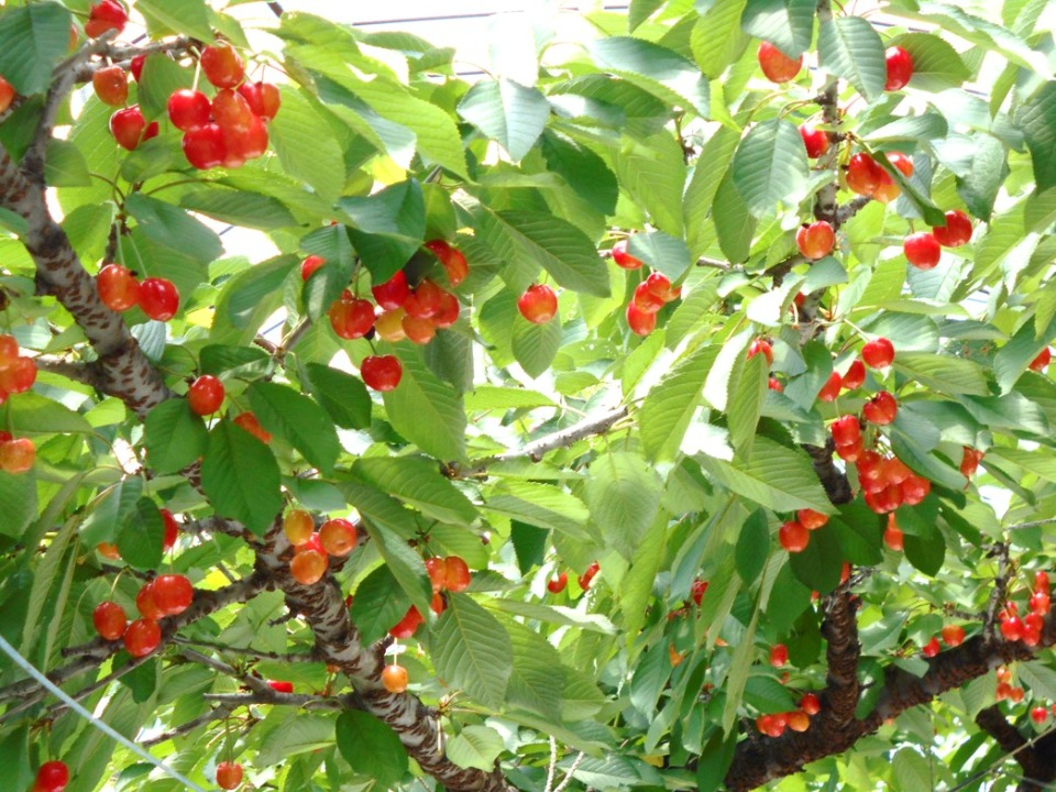 真っ赤に実ったさくらんぼ