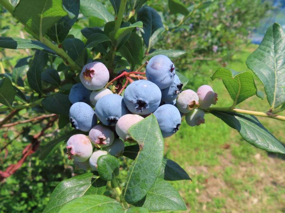 ブルーベリー園に実った果実