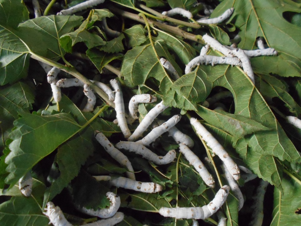 ５齢目に入った蚕