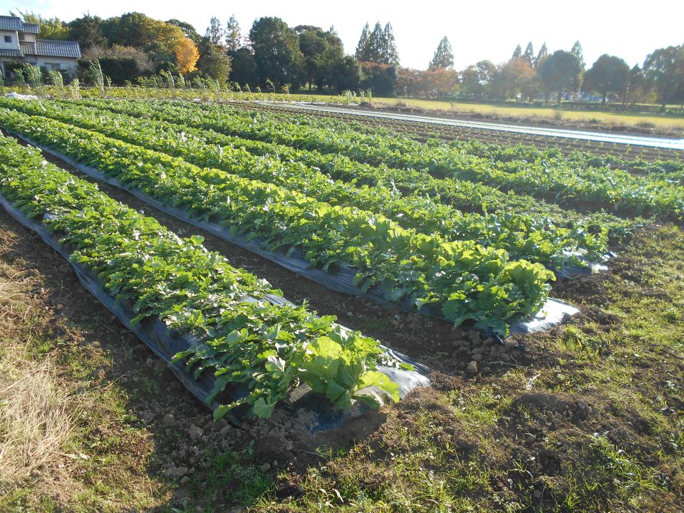 大根の圃場