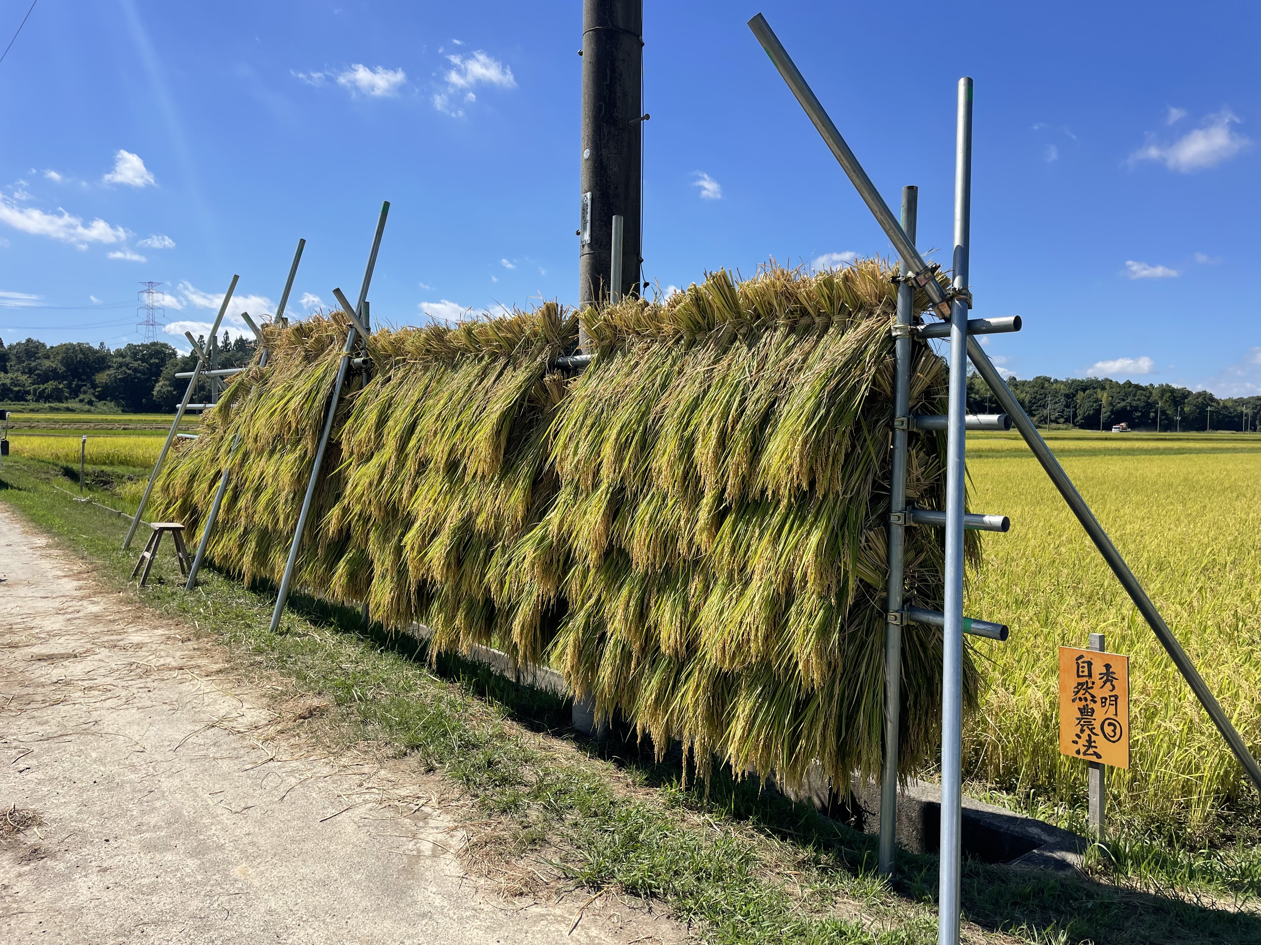刈取り後の「はさがけ」の様子