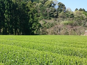 茶園の風景