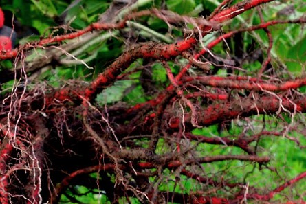 紫草の根(紫根)