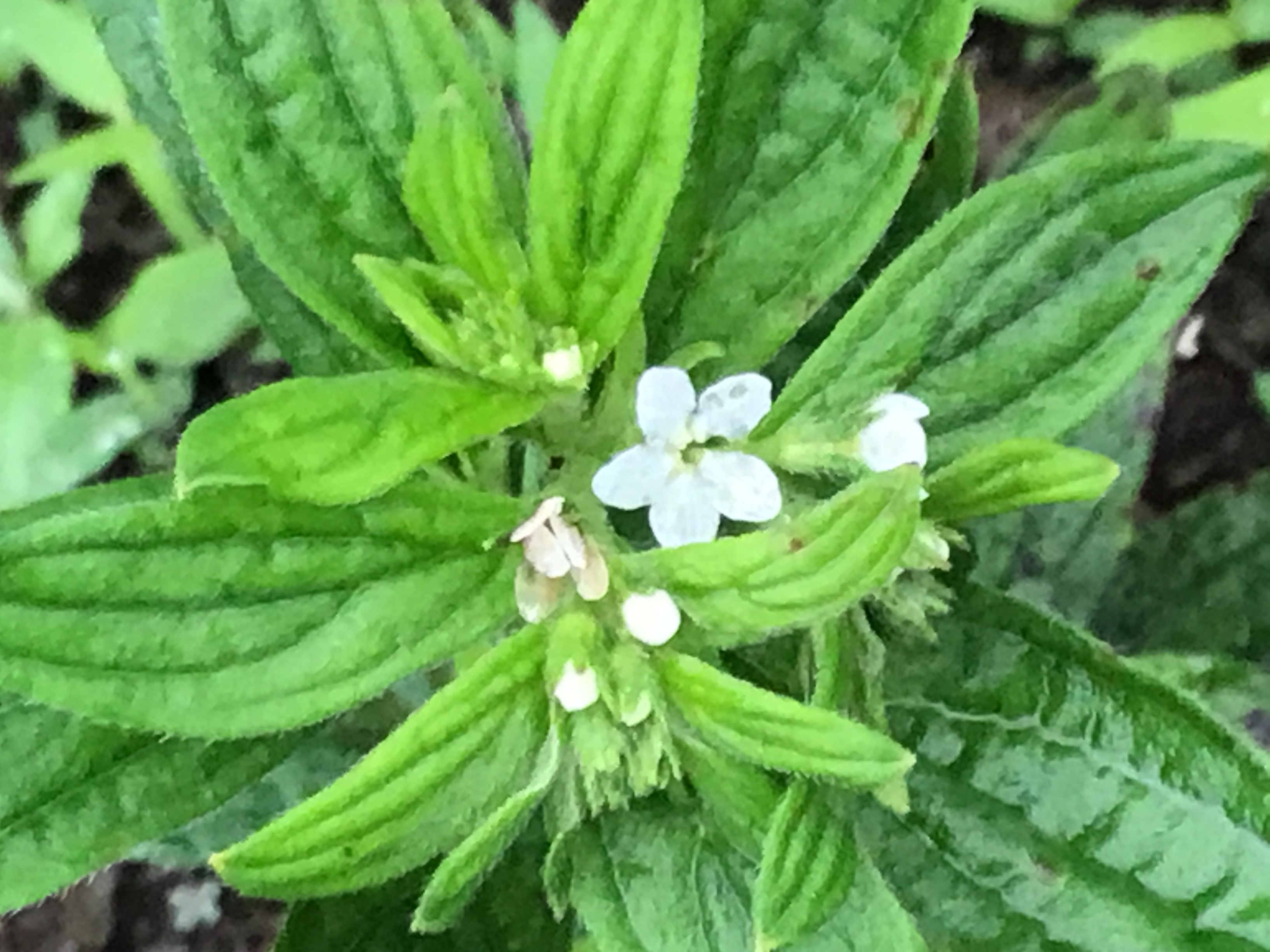 紫根の花(初夏から咲き出します)