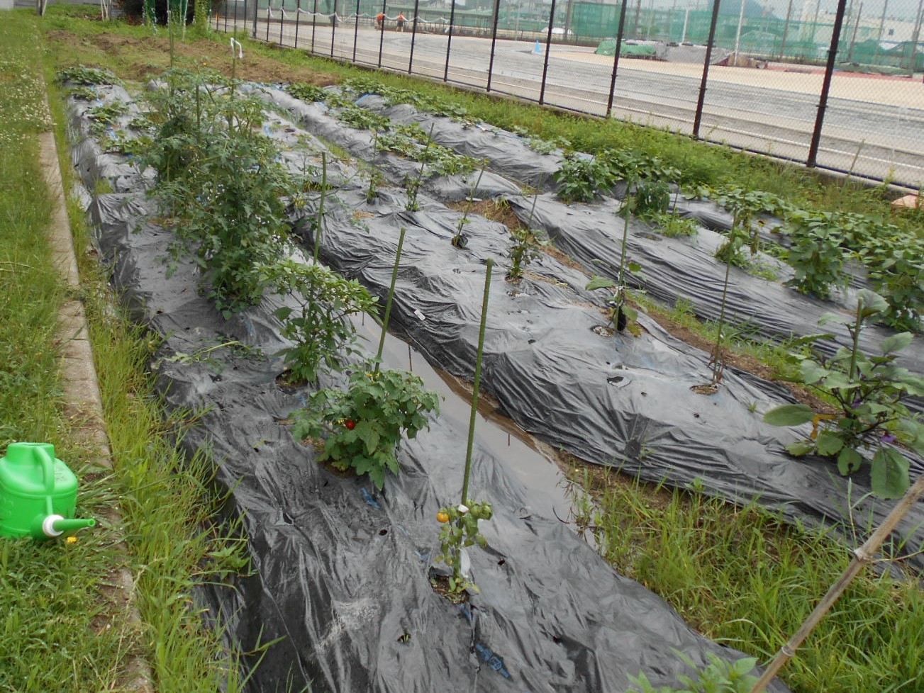 学校敷地内の畑