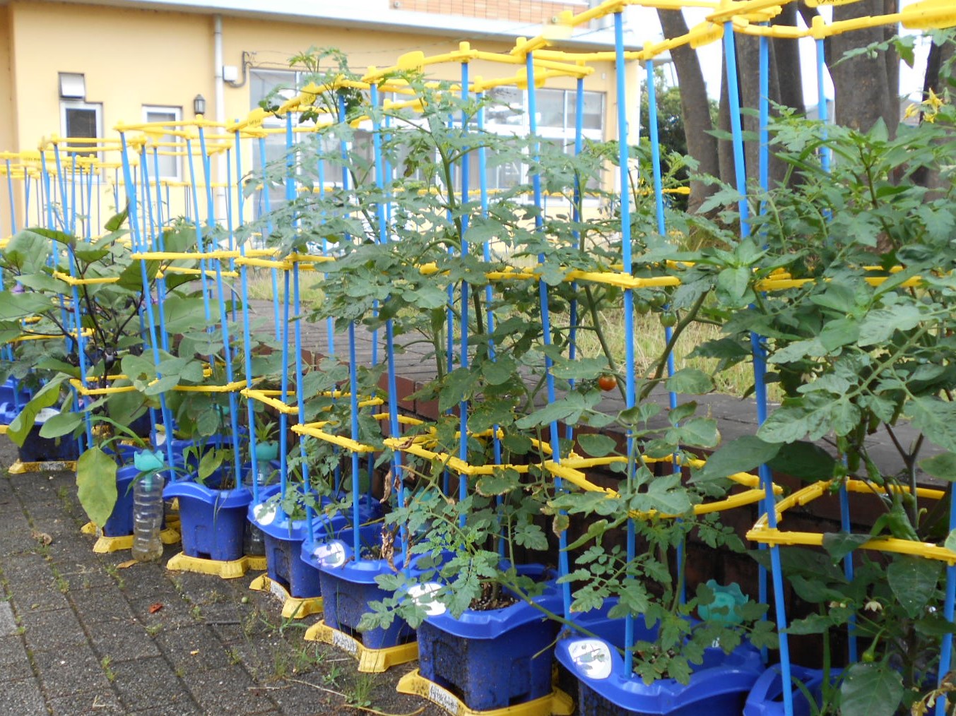 玄関前に鉢植えで栽培されている野菜