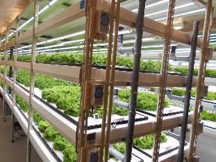 照明はＬＥＤですが特別なものを使用されているとのこと