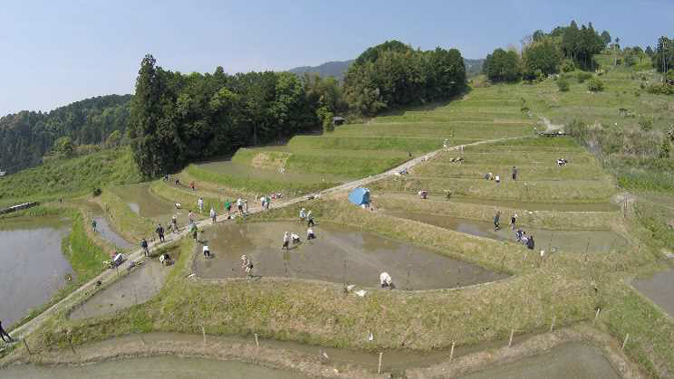 おおぎの棚田