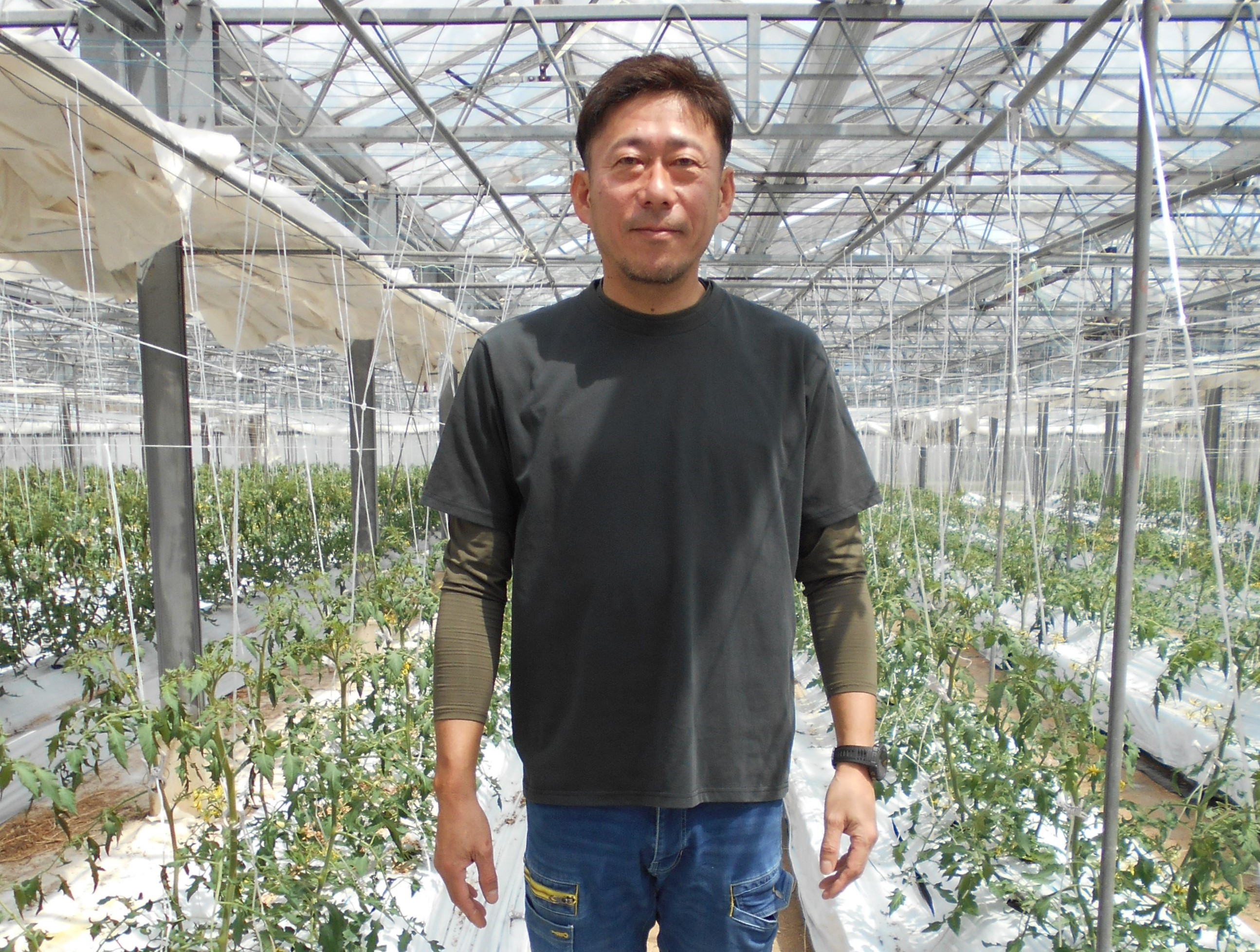 木成り完熟を営む生産者のようす