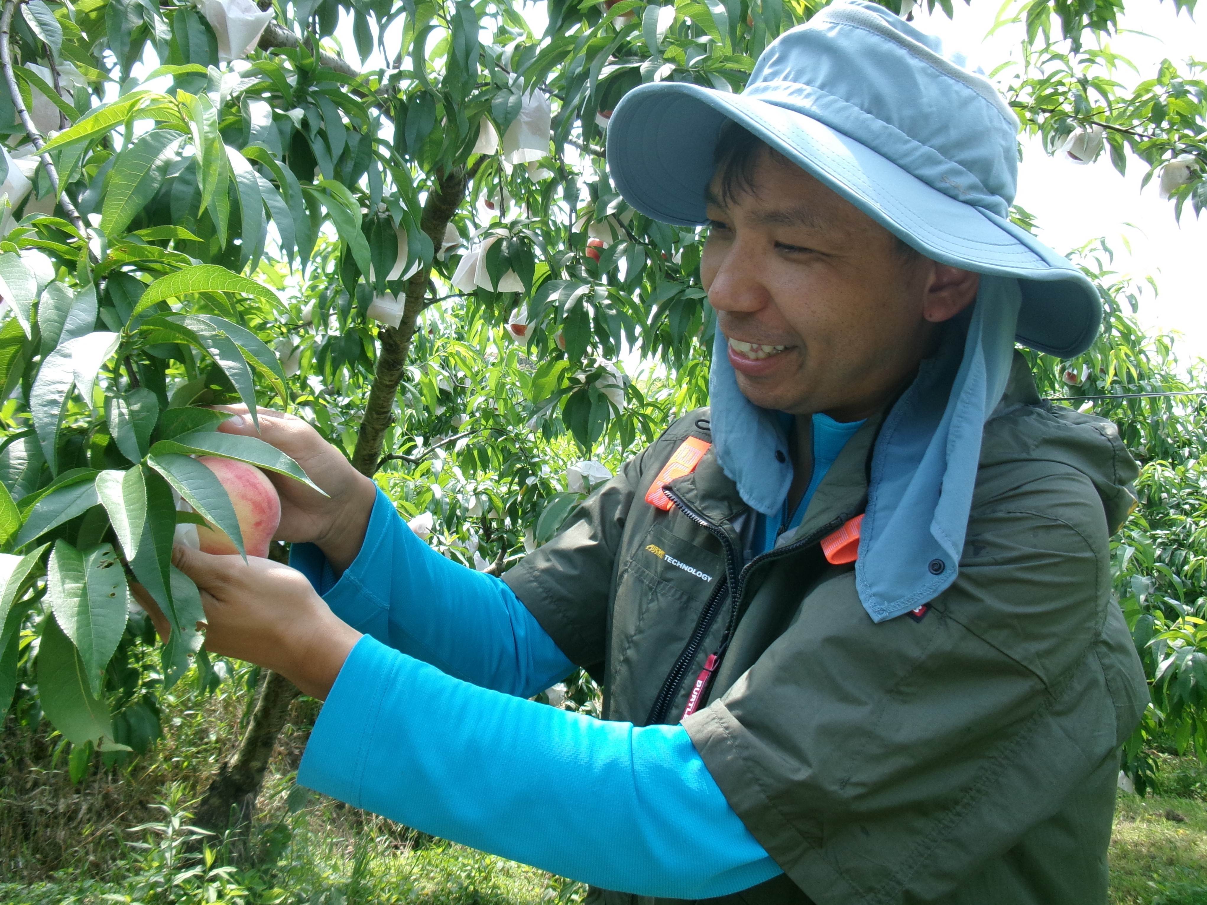 一つ一つ丁寧に桃を栽培する山本さん