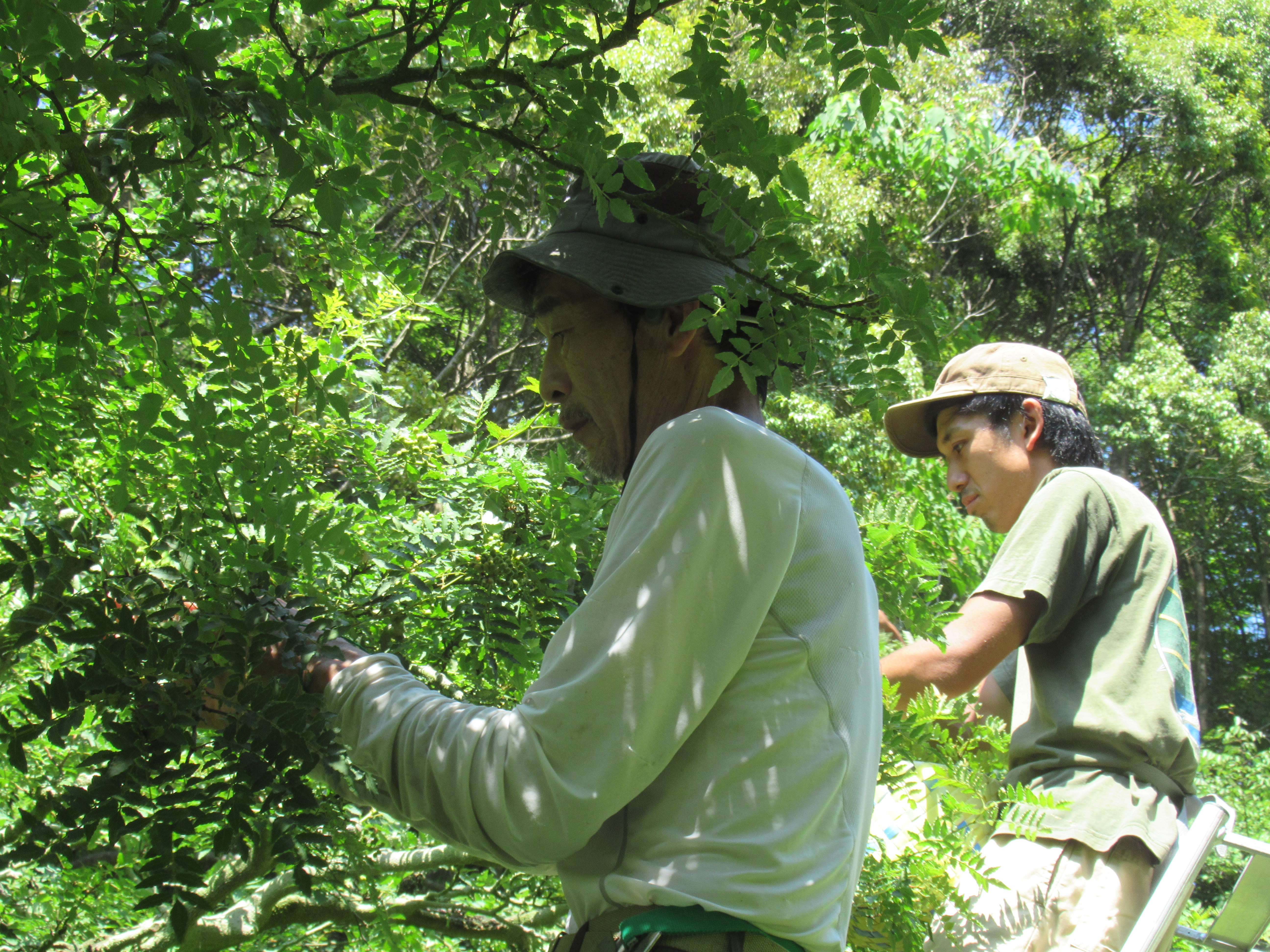 弟子と一緒にぶどう山椒を収穫する永岡さん