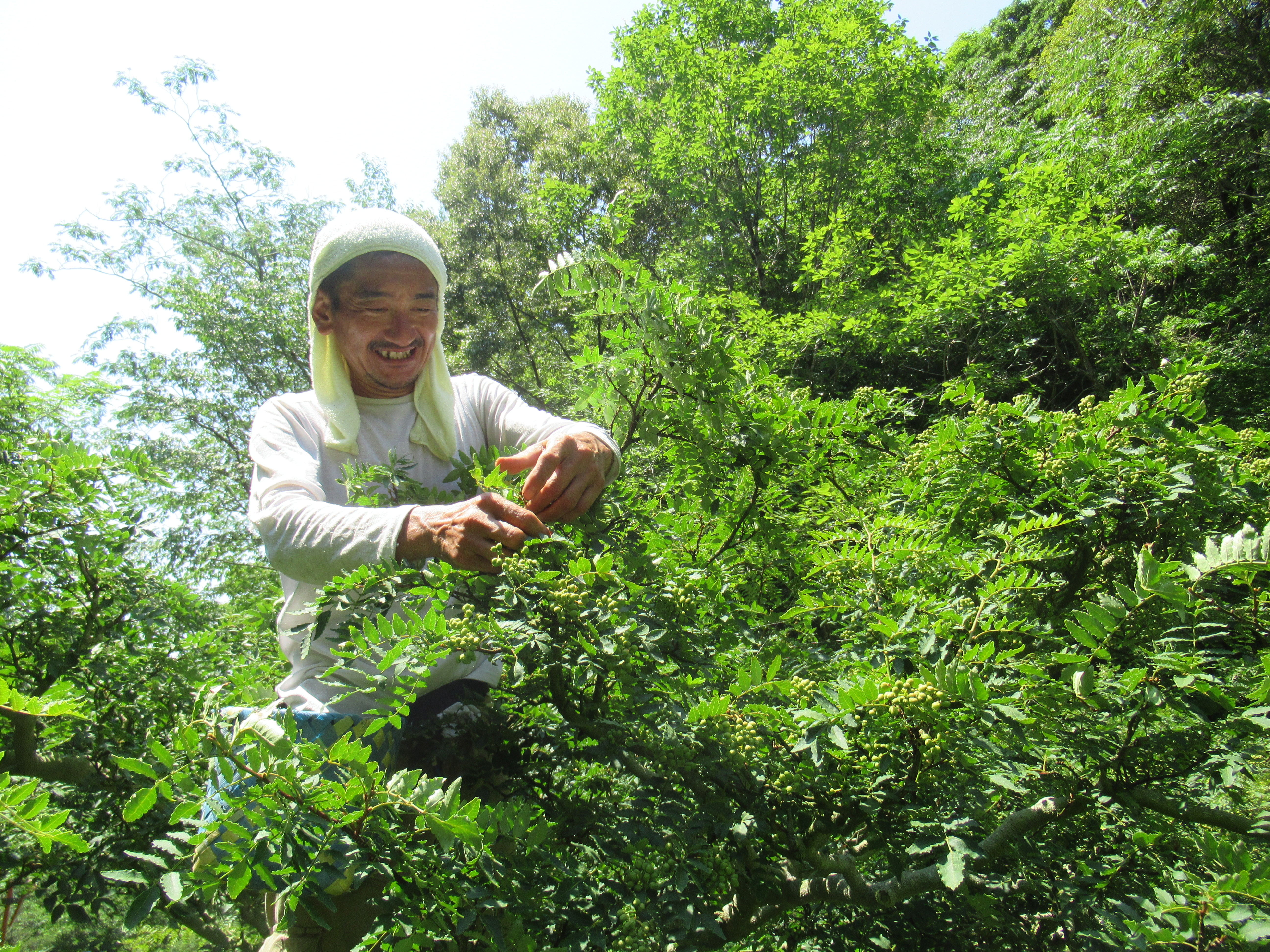 ぶどう山椒を収穫する弟子