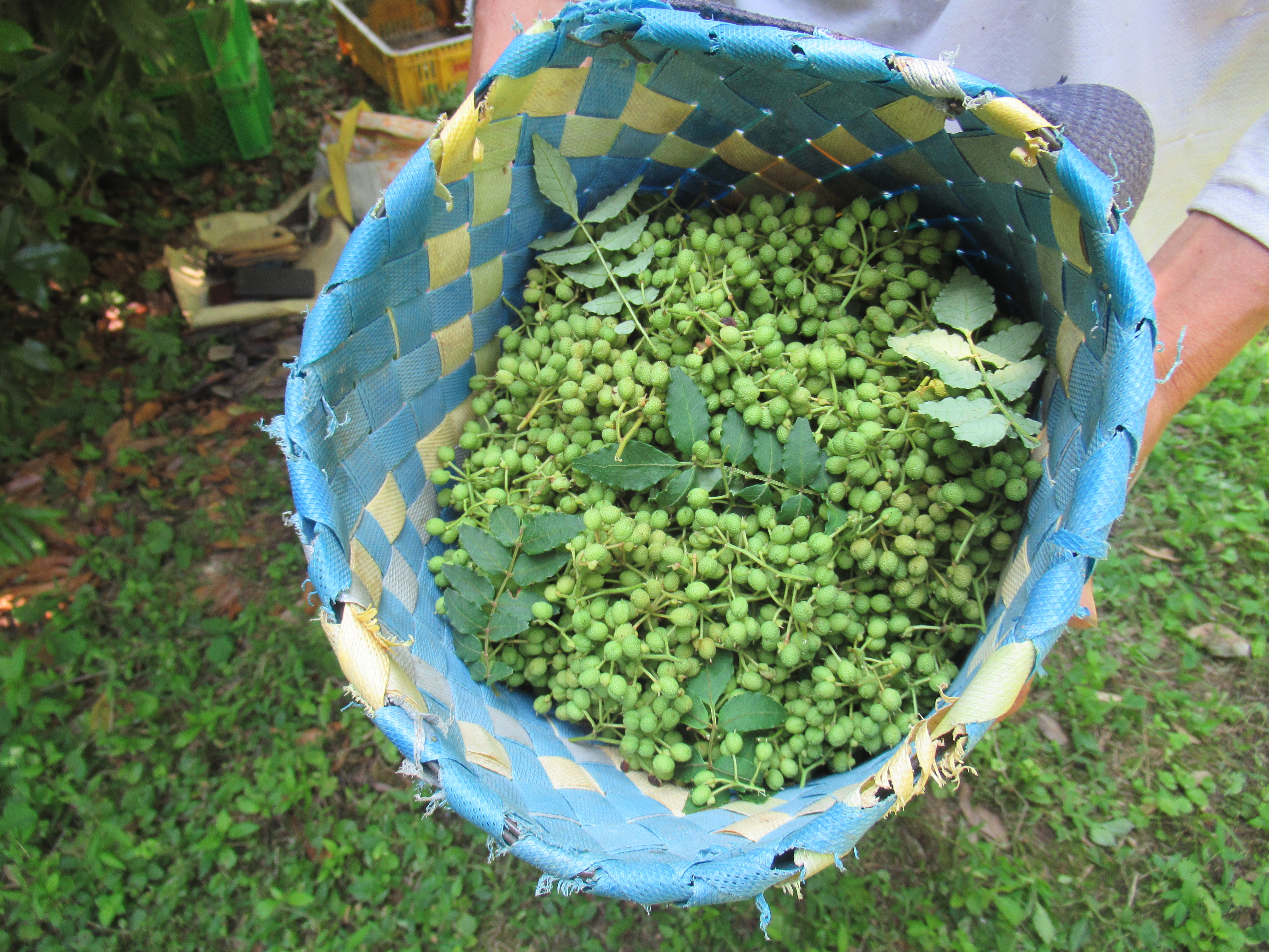 収穫されてかごに入ったぶどう山椒