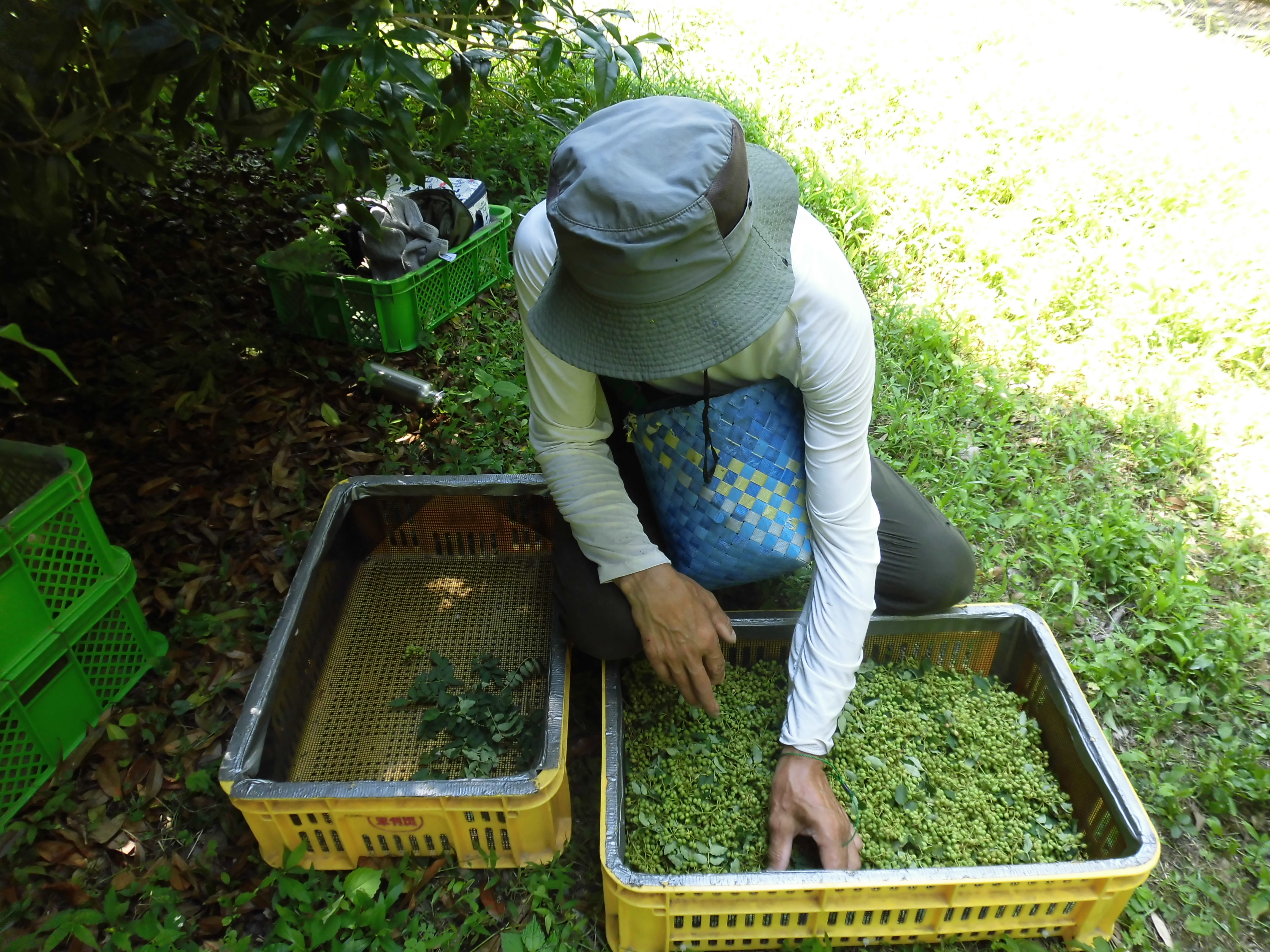 山椒の実を選別する永岡さん
