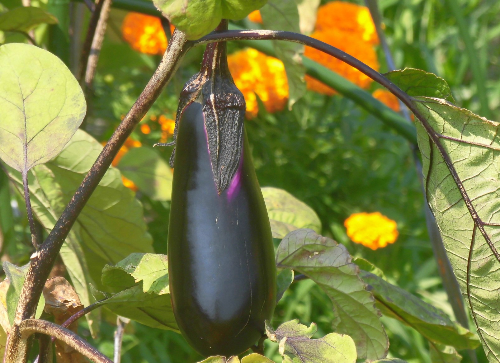 畑に実ったなす