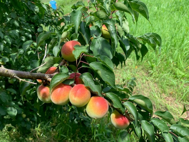なっているみかん