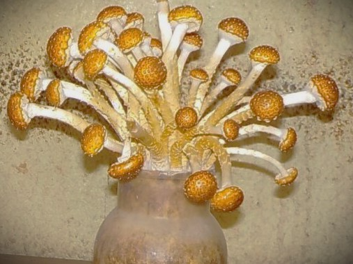 幻のキノコ「博多すぎたけ」