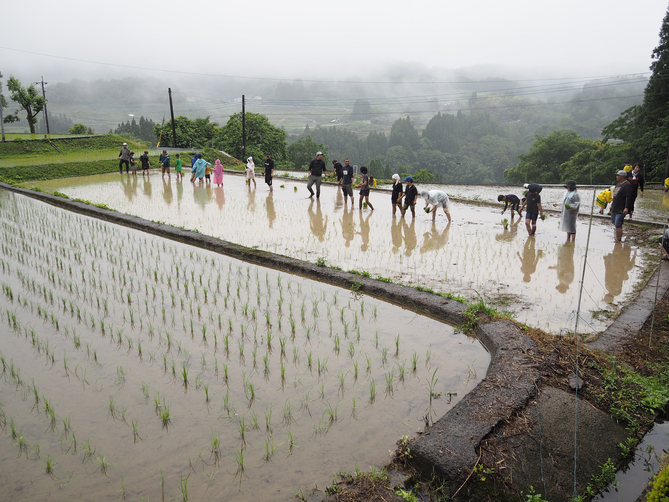 参加者田植え1