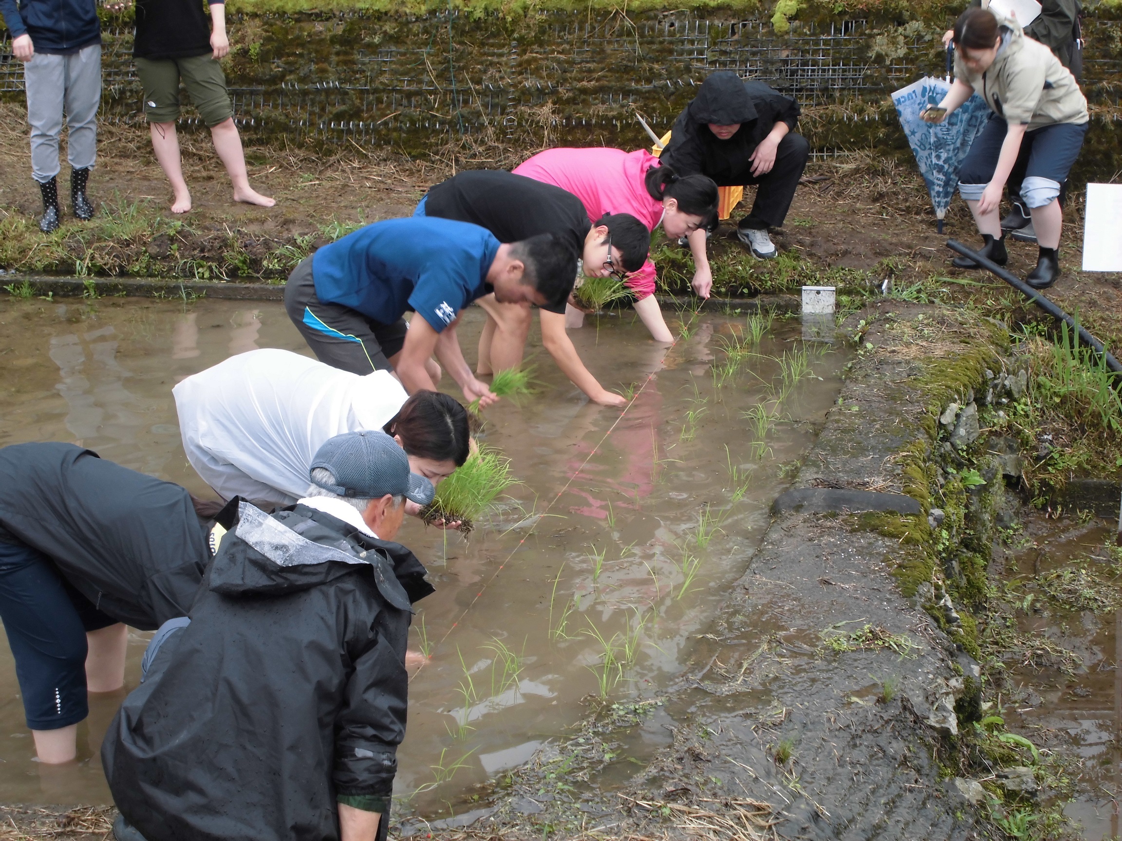 参加者田植え2
