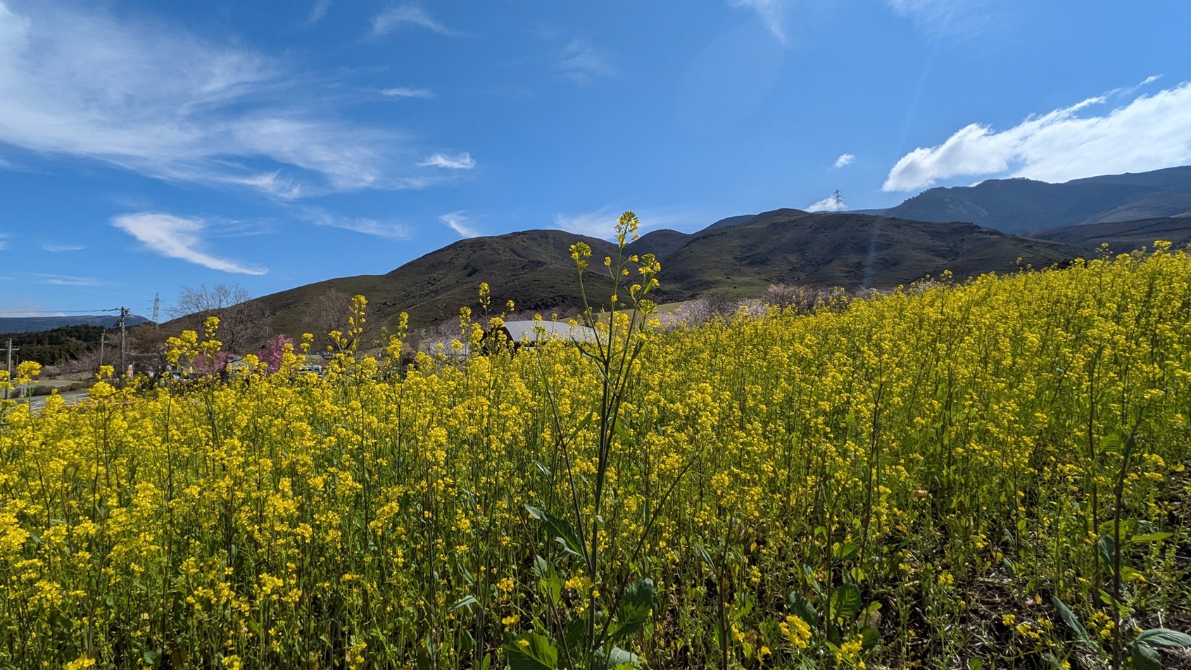 俵山と菜の花
