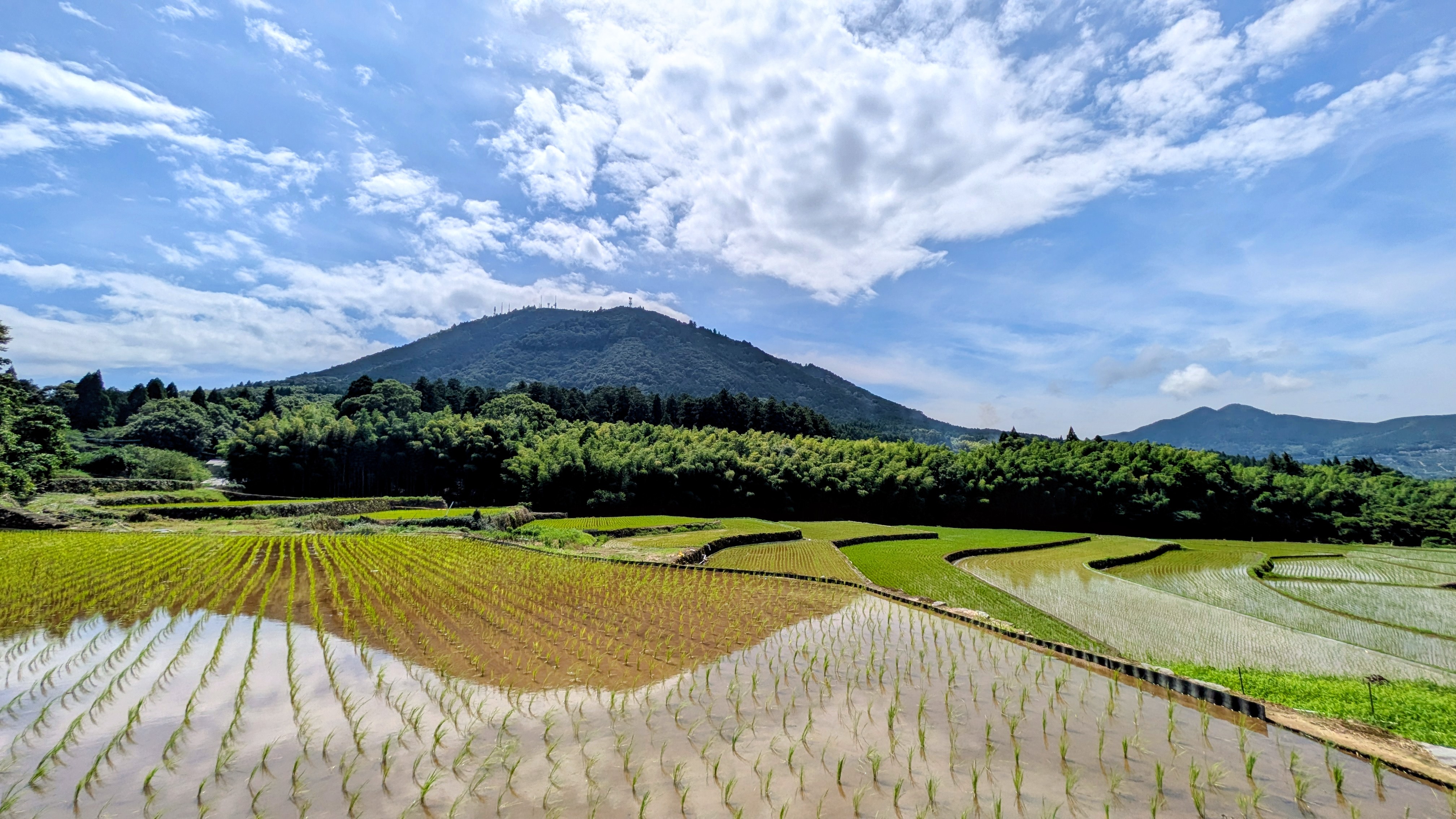 大将陣の棚田