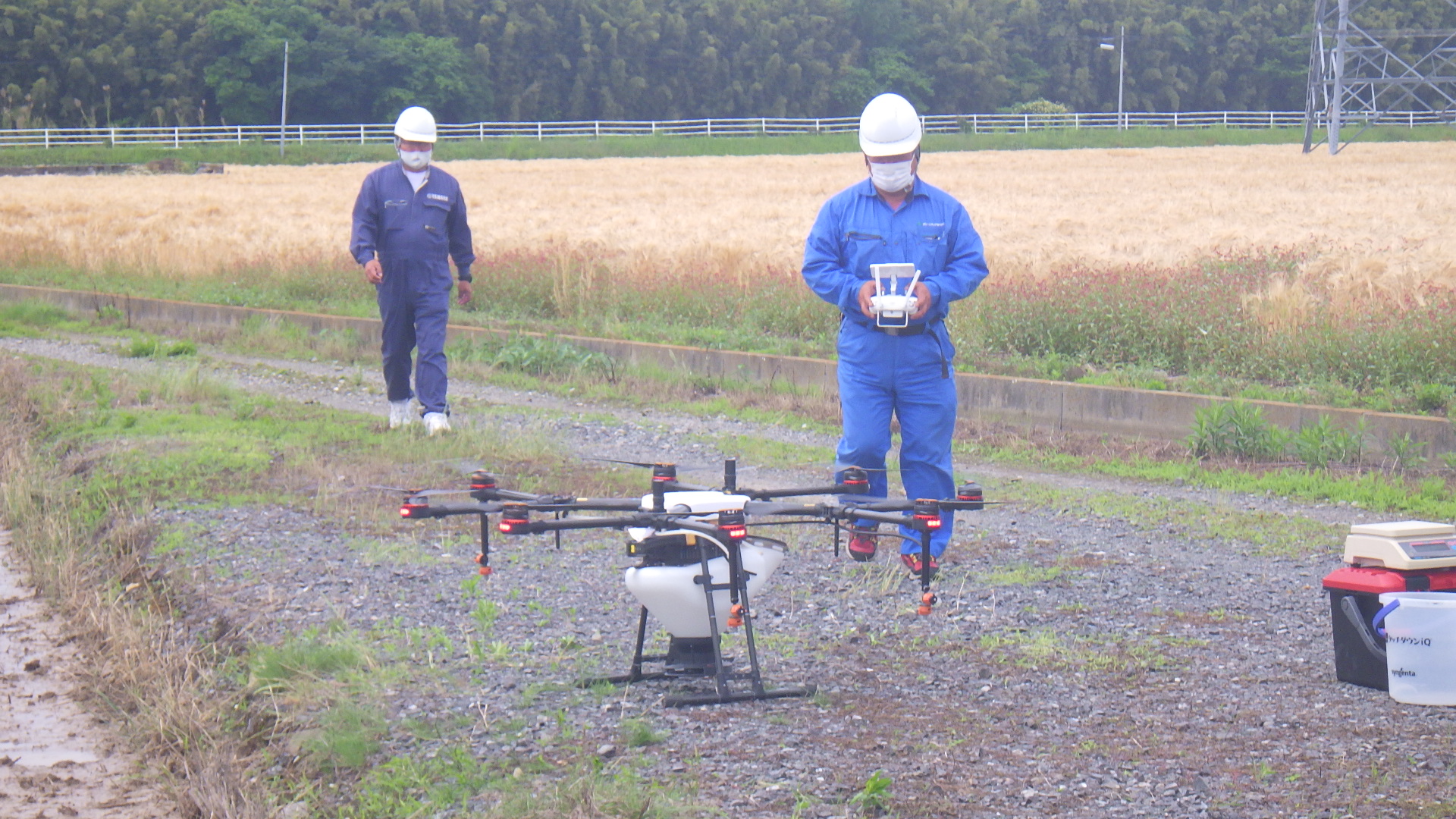 水稲湛水直播試験②
