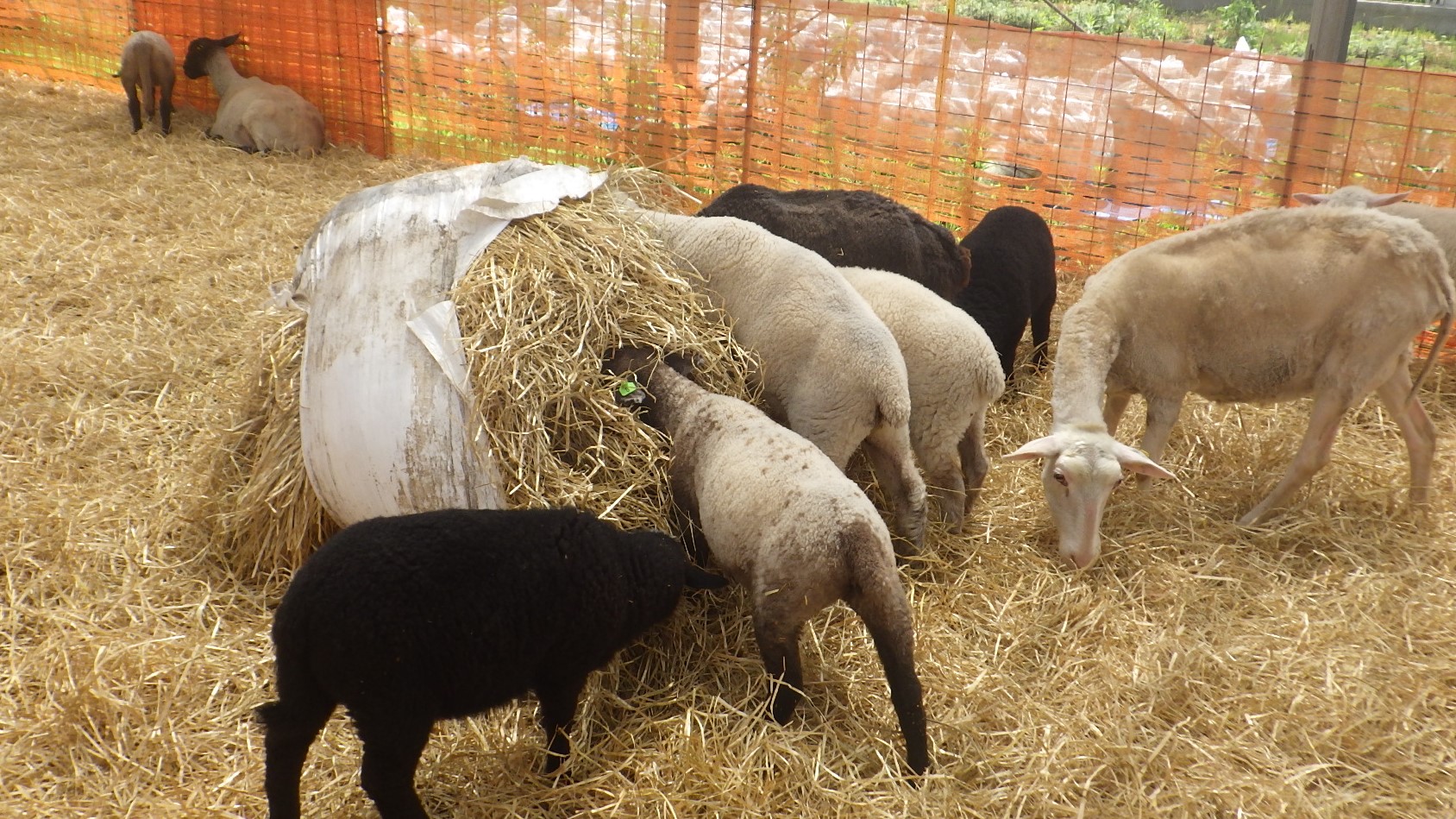 干し草に夢中の羊たち