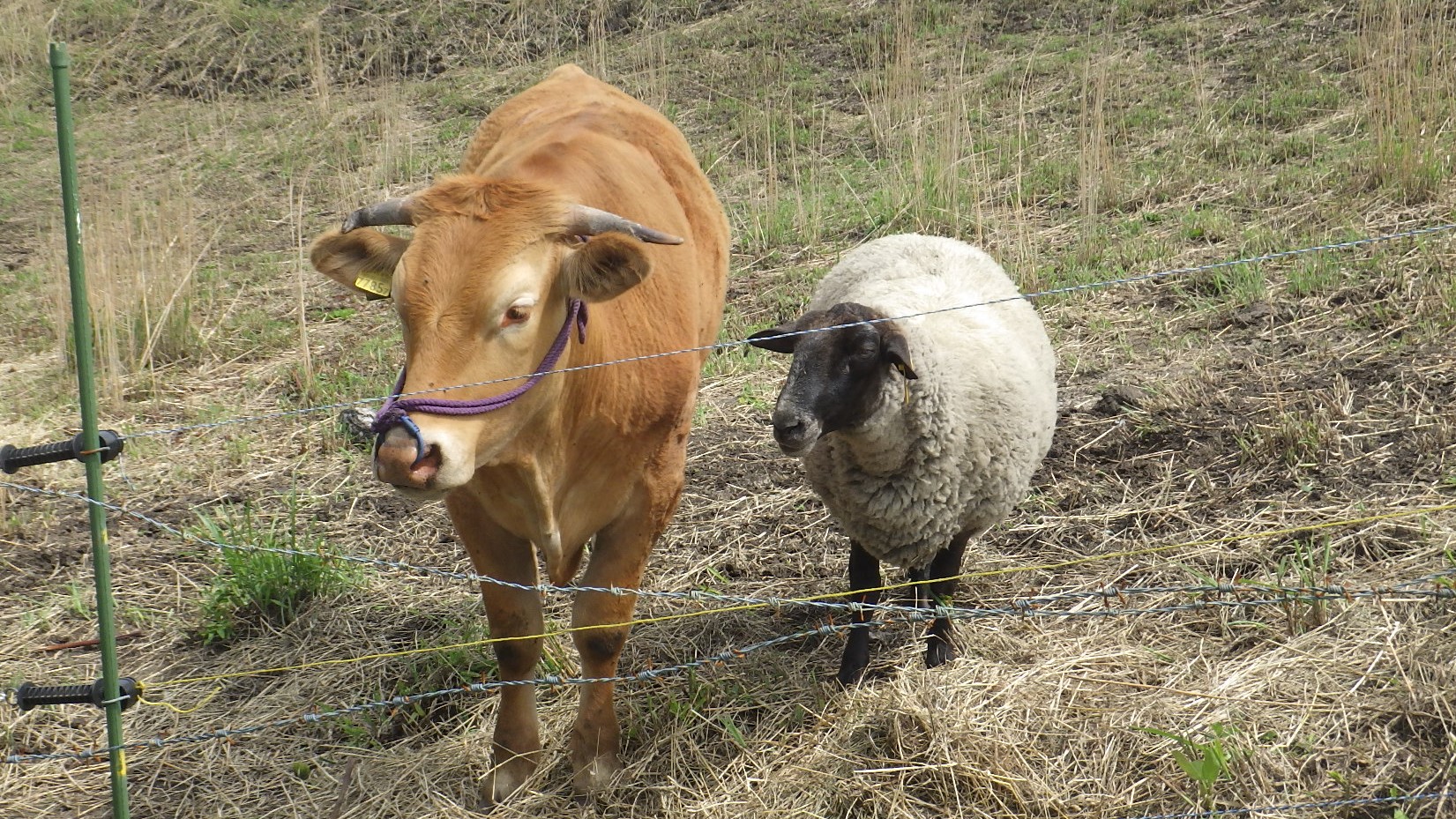 羊とあか牛の”混牧”の様子