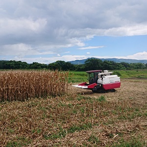 03_子実とうもろこし実演会・セミナー
