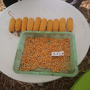 06_子実とうもろこし実演会・セミナー