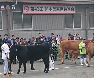 006_熊本県畜産共進会