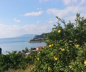 002_鶴田有機農園