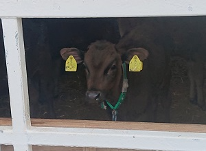 003_JA菊池キャトルブリーディングステーション