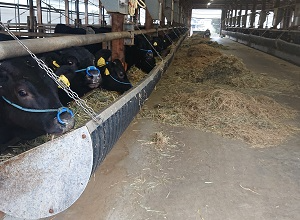 004_JA菊池キャトルブリーディングステーション