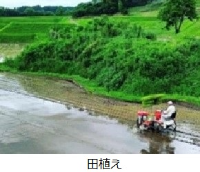 田植え