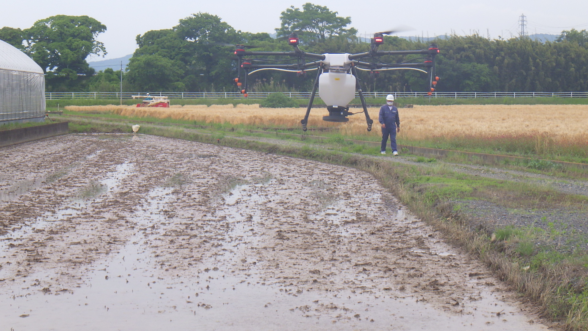 水稲湛水直播試験③