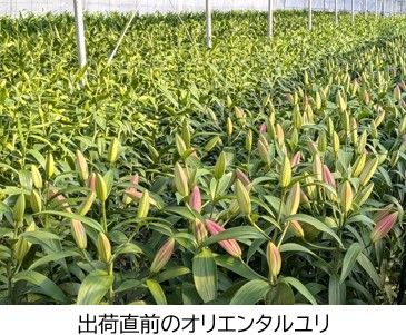 オリエンタルユリ