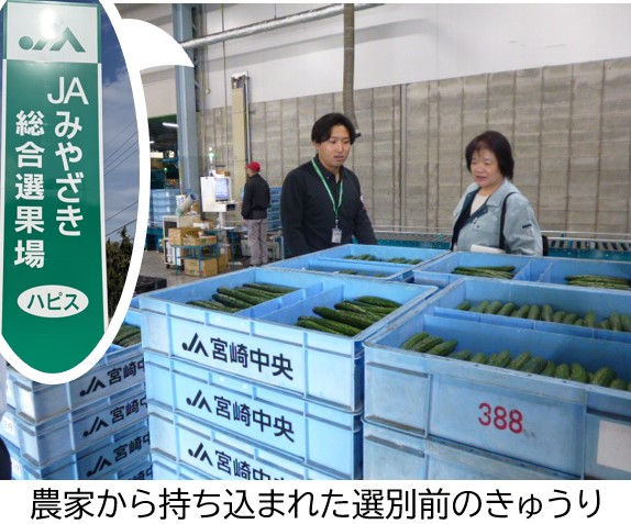 持ち込まれたきゅうり