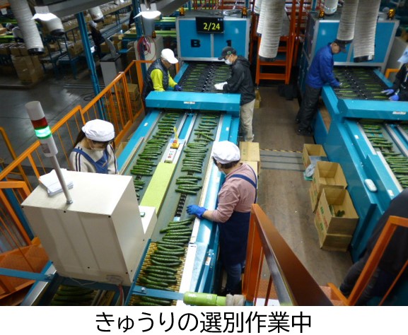 きゅうりの選別