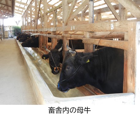 畜舎内の母牛