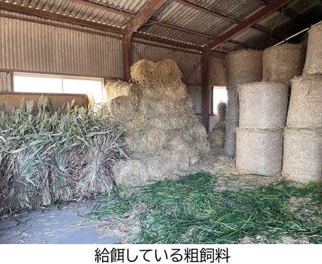 給餌している粗飼料