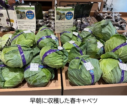 1 早朝に収穫した春キャベツ.JPG
